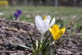 Two Crocus vernus in bloom, yellow and white flowers Royalty Free Stock Photo