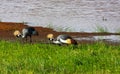 Two crone crane on shore. SweetWater Royalty Free Stock Photo