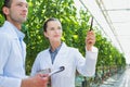 Two Crop scientist examining tomatoes growing in greenhouse