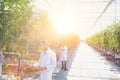 Two crop scientist examining tomatoes growing in greenhouse with yellow lens flare in background Royalty Free Stock Photo