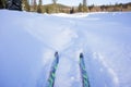 Two cross-country skis stand on the track in the snow against the background of the forest on a sunny day