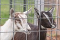 Two crossbred dairy goat kids Royalty Free Stock Photo