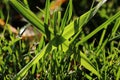 Two crossed blades of grass in a meadow backlit by the sun Royalty Free Stock Photo