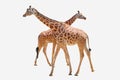 Two giraffes, isolated on white Royalty Free Stock Photo