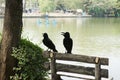 Two crow on the bench Royalty Free Stock Photo