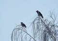 Two crow birds, Lithuania Royalty Free Stock Photo