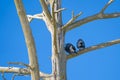 Two crow birds are sitting on an old dry tree Royalty Free Stock Photo