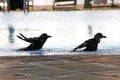 Two crow in the pool