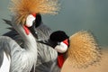 Two crowned crane Royalty Free Stock Photo