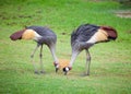 Two crowned crane Royalty Free Stock Photo