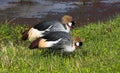 Two crowned crane. Royalty Free Stock Photo