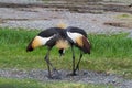 Two Crowned Crane birds or African Crowned Crane birds on the g