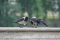 Two crows on the bank of the lake Ada Ciganlija in Belgrade. Royalty Free Stock Photo