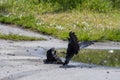 Two crows fighting with each other on the ground. Royalty Free Stock Photo
