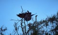 Two crows fighting on a tree. Royalty Free Stock Photo