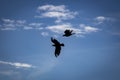 Two crows fly in the air, cloudy sky in the background