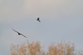Two crows fly in the blue gray cloudy sky above the treetops in winter. Selective focus Royalty Free Stock Photo