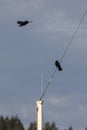 two crows flying above a sailboat docked in the evening