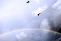 Two crows flying in the storm Royalty Free Stock Photo