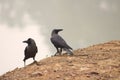 Two crows looking opposite direction, fighting, quarrel theme photo