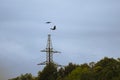 Two crows maneuver over a forest and a power line support Royalty Free Stock Photo