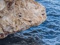 Two crows and a mangrove heron fishing from a cliff in the Red Sea