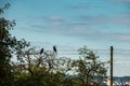 Two crows on a tree Royalty Free Stock Photo