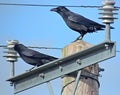 Two crows, perched between high power insulators Royalty Free Stock Photo