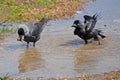 Two crows in the puddle Royalty Free Stock Photo