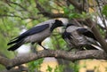 Two crows are sitting on a tree branch beak to beak Royalty Free Stock Photo