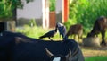 Two crows standing on a black cow. Close up pair black and grey birds from crow family. Two hooded crows are fighting on the