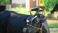 Two crows standing on a black cow. Close up pair black and grey birds from crow family. Two hooded crows are fighting on the