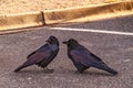 Two Crows Standing on Blacktop in a Parking Space Royalty Free Stock Photo