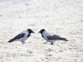 Two crows talking Royalty Free Stock Photo