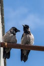 Two crows are talking sitting on a chimney against the blue sky Royalty Free Stock Photo