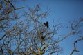 Two crows in a tree Royalty Free Stock Photo