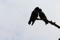 Two crows on the tree in love Royalty Free Stock Photo