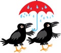 Two crows and an umbrella