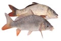 Two of crucian carp fish isolate Royalty Free Stock Photo
