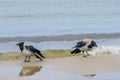 two crumpled gray crows stand on the sea shore Royalty Free Stock Photo