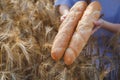 Two Crusty french baguettes in women`s hands over ripening ears of yellow wheat field Royalty Free Stock Photo