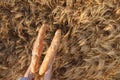 Two Crusty french baguettes in women`s hands over ripening ears of yellow wheat field, top view Royalty Free Stock Photo