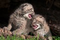 Two Crying Bobcat Kittens (Lynx rufus) Royalty Free Stock Photo
