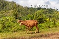 Two cuban sheeps walking along a road in alejandro de humboldt national park near baracoa cuba