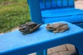 Two Cuban Tree Frogs Osteopilus septentrionalis on a blue chair Royalty Free Stock Photo