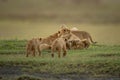 Two cubs approach lioness nursing three siblings
