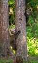 Two cubs of bear climbed a tree in the forest.