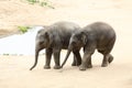 Two cubs of Indian elephant