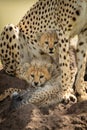 Two cubs lie on mound under cheetah Royalty Free Stock Photo