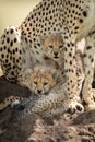 Two cubs lie on mound under cheetah Royalty Free Stock Photo